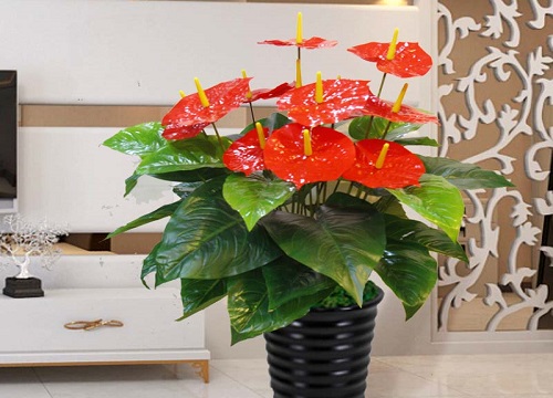 红掌夏季不开花怎么办