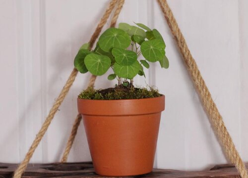 山乌龟植物风水寓意