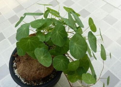 山乌龟植物风水寓意