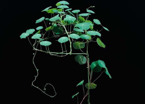 山乌龟植物风水寓意