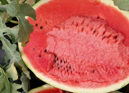 甜王西瓜品种介绍