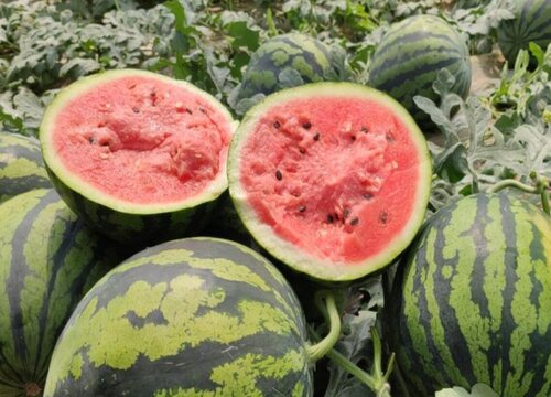 甜王西瓜品种介绍