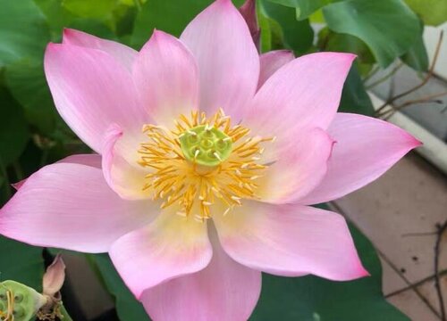 荷花开在什么季节