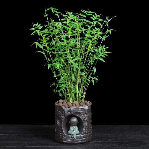 米竹放客厅风水好吗