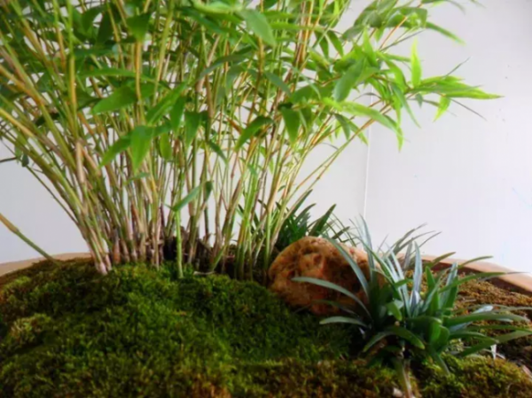 米竹放客厅风水好吗