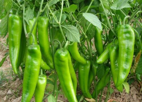 辣椒地里的草太多怎么办