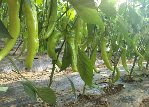 辣椒地里的草太多怎么办