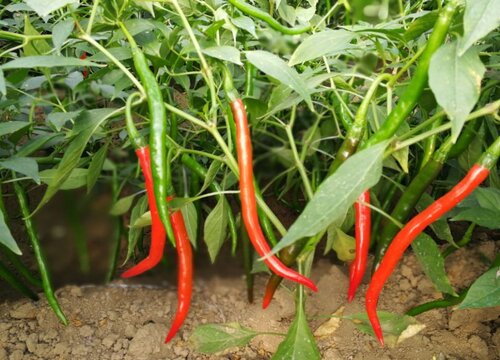 辣椒地里的草太多怎么办