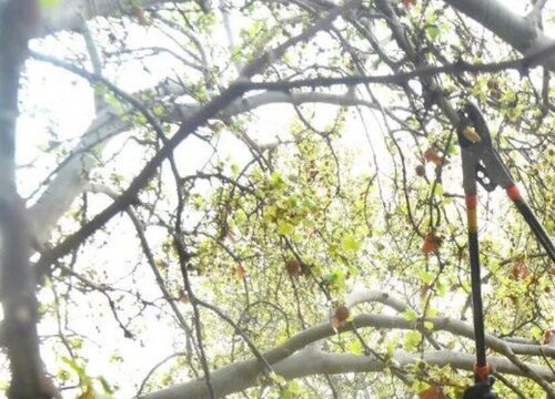 冬天把树剪得只剩树干会死吗