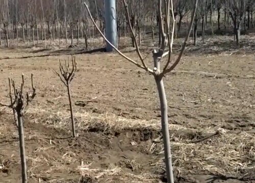 冬天把树剪得只剩树干会死吗