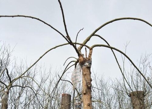 冬天把树剪得只剩树干会死吗