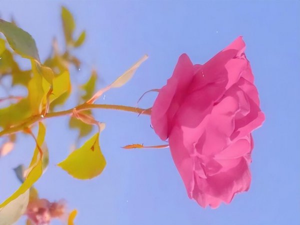 双鱼座最合不来的三大星座