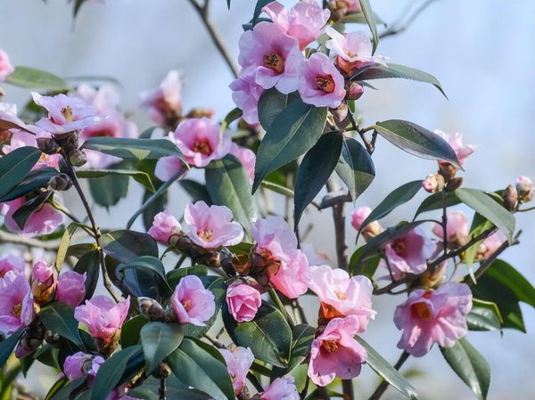 双鱼座最合不来的三大星座