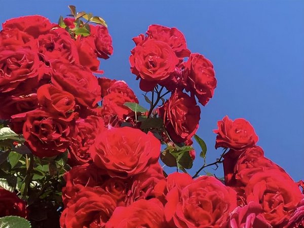 双鱼座最合不来的三大星座