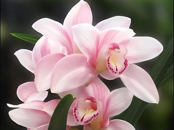 双鱼座最合不来的三大星座