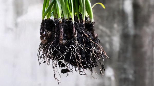 微生物菌剂有生根作用吗