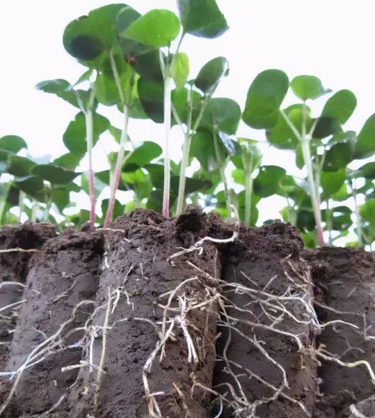 微生物菌剂有生根作用吗