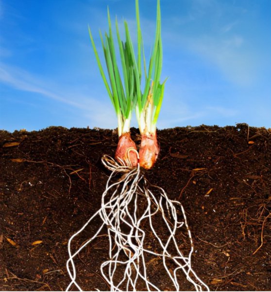 微生物菌剂有生根作用吗