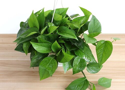 适合室内的净化空气花卉植物