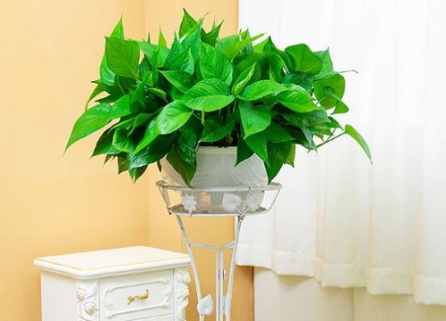 适合室内的净化空气花卉植物