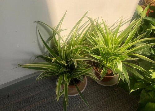 适合室内的净化空气花卉植物