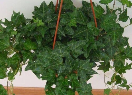 适合室内的净化空气花卉植物