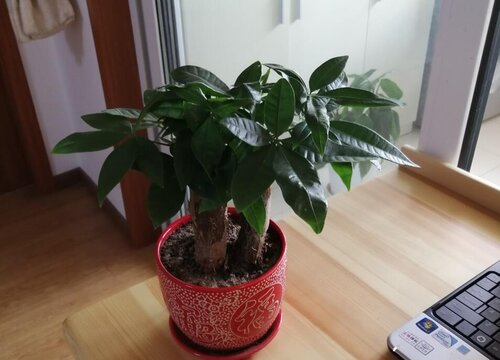 适合室内的净化空气花卉植物