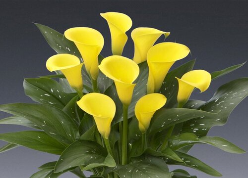 马蹄莲花期是什么时候