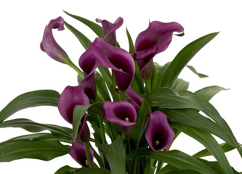 马蹄莲花期是什么时候