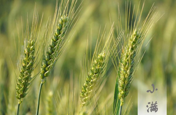 关于小满的唯美句子