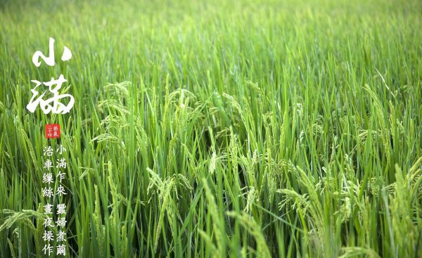 关于小满的唯美句子