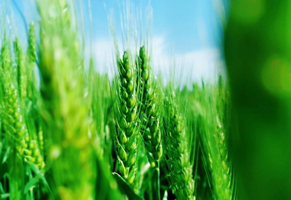 关于小满的唯美句子