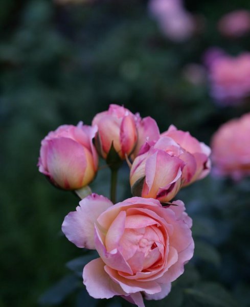 关于小满的唯美句子