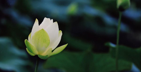 关于小满的唯美句子