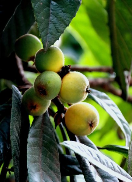 关于小满的唯美句子