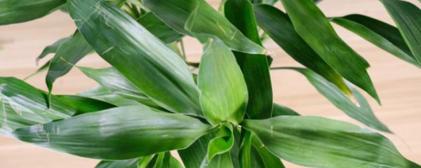 卧室里可以放富贵竹吗