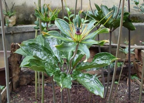 黄精适合在什么地方生长