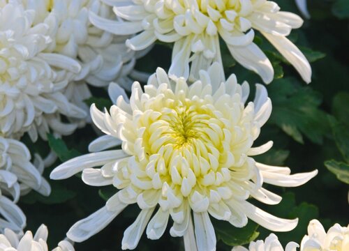 菊花什么季节开花