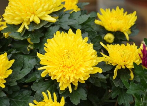 菊花什么季节开花