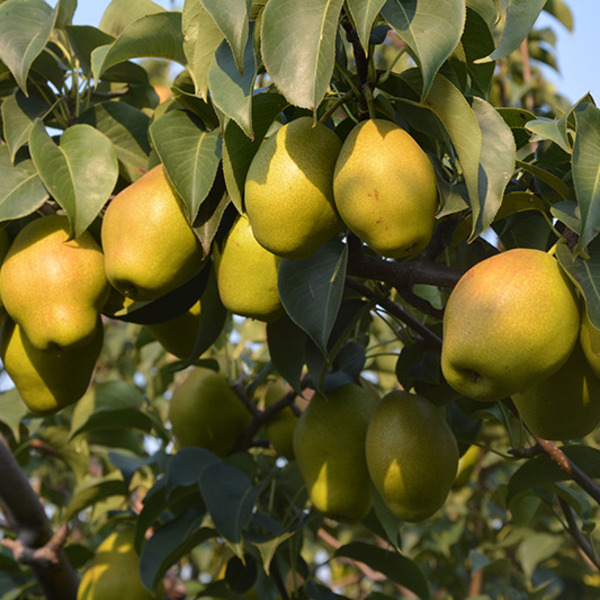 红香酥梨的优点
