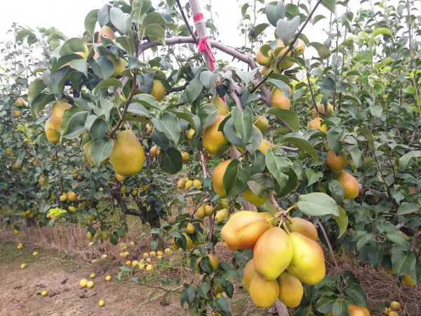 红香酥梨的优点