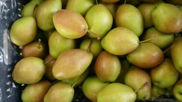 红香酥梨的优点