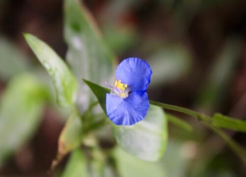 鸭趾草会开花吗