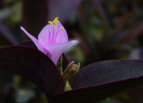 鸭趾草会开花吗