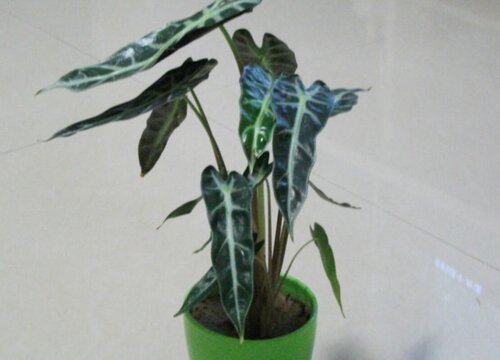 小仙女花的养殖方法和注意事项