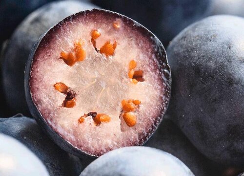 蓝莓种子催芽方法