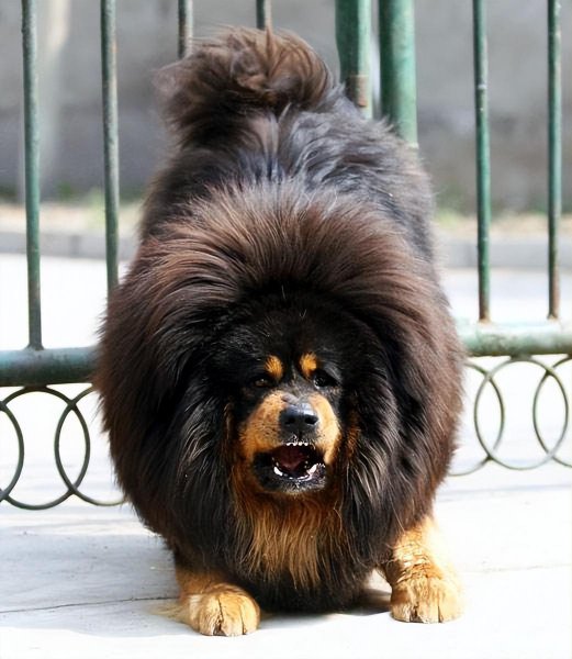 保护主人意识最强的狗而且好看