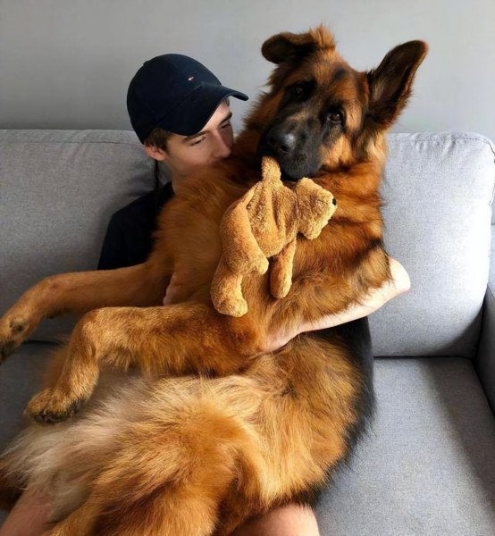 保护主人意识最强的狗而且好看