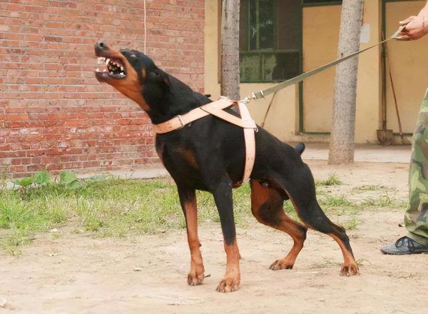 保护主人意识最强的狗而且好看