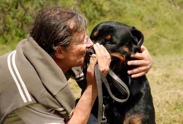 保护主人意识最强的狗而且好看
